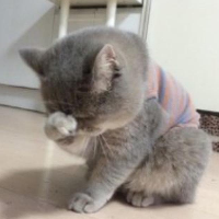 haochen's avatar